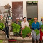Grupo de mulheres agricultoras segura hortaliças frescas em uma área rural