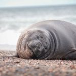 Elefante-marinho-do-sul repousa na margem pedregosa de uma praia.